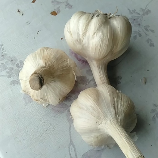 射阳县白皮蒜  射阳青龙大蒜头