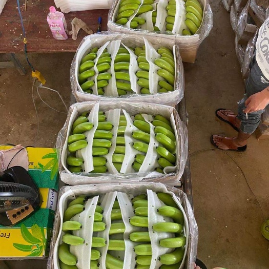 龙州县 精品香蕉