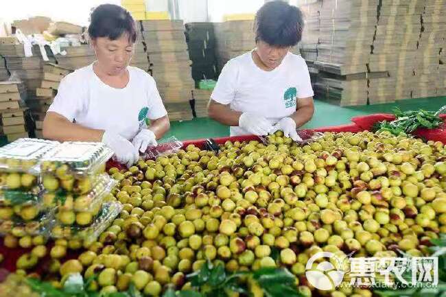 冬枣  五十万亩基地直供枣园现摘对接电商平台一件代发价格便宜