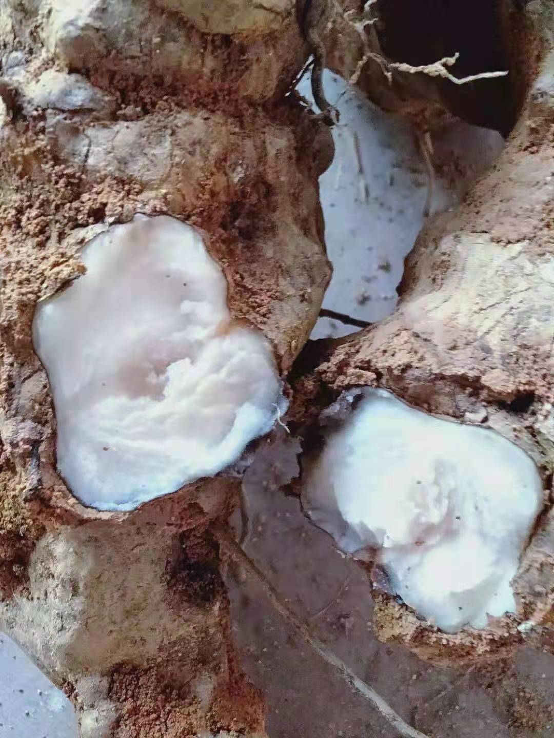 云南新鲜土茯苓煲汤甘甜不苦味浓