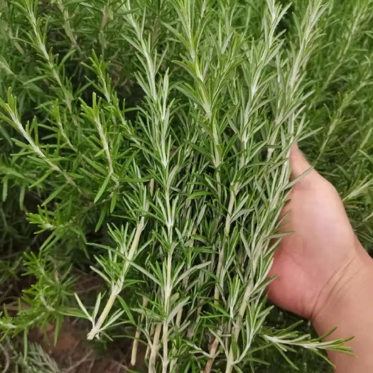 淮滨县 迷迭香，种植产量丰富，用处广泛干叶提取剂