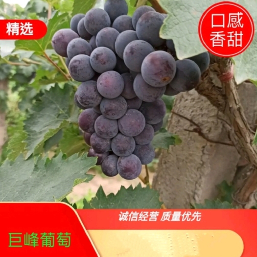 威县河北邢台市威县巨峰葡萄上市，颗粒大，口感甜。