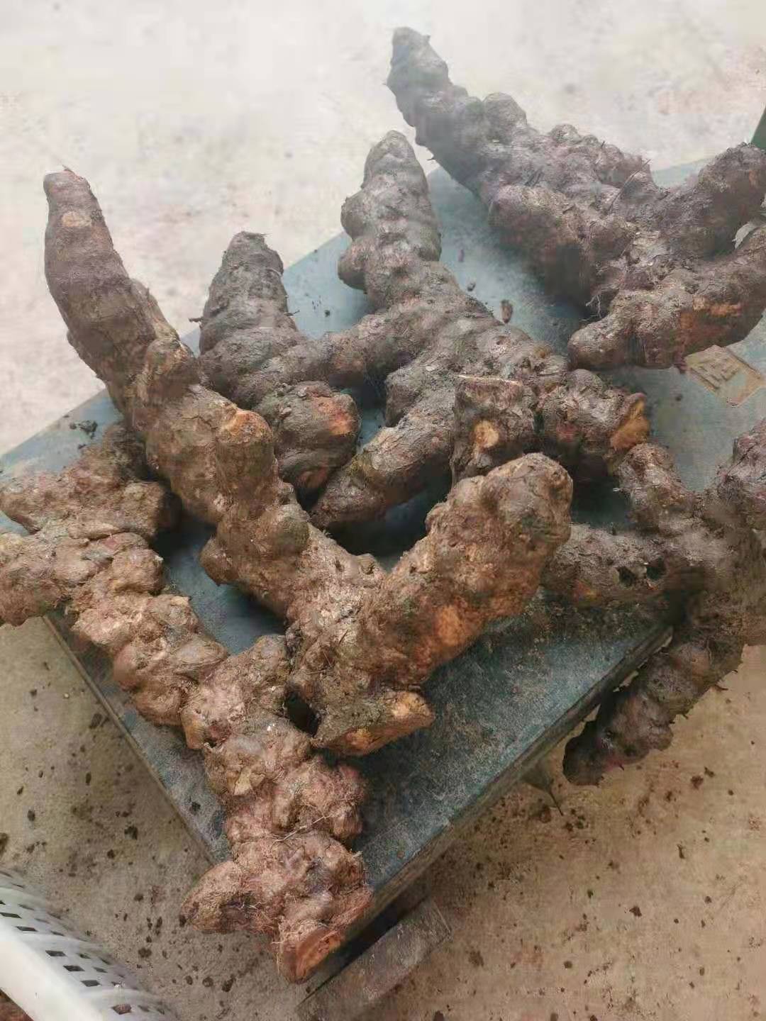 云南新鲜土茯苓煲汤甘甜不苦味浓