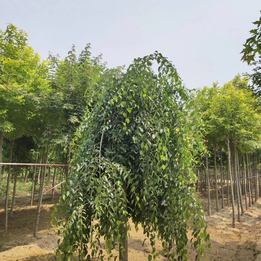 博野县金叶垂榆 8公分绿叶垂榆大量销售中价格优惠质量好