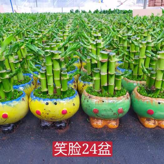 广州富贵竹精品小森林混装批发