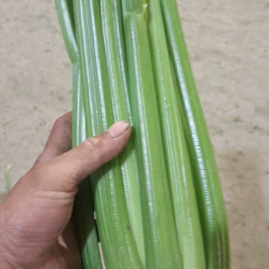 固原 精品西芹，货美价廉，欢迎订单