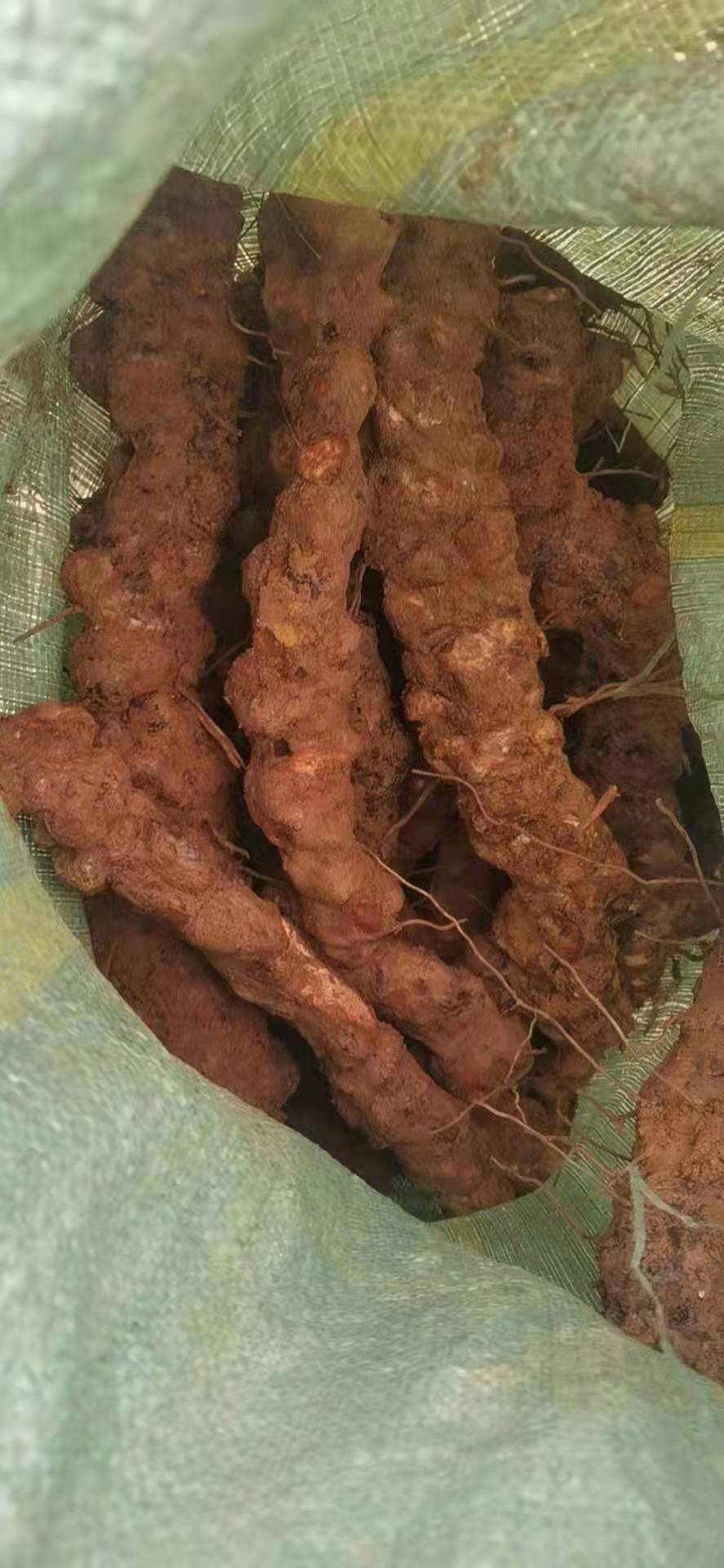 云南新鲜土茯苓煲汤甘甜不苦味浓