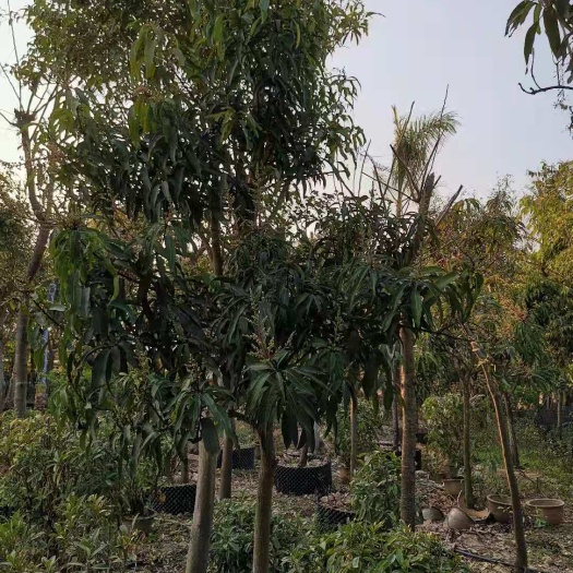 芒市果树盆景 芒果树