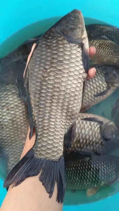 南宁大量供应优质白鲫鱼苗中科5号鲫鱼苗，澎泽鲫鱼苗量大从优安。