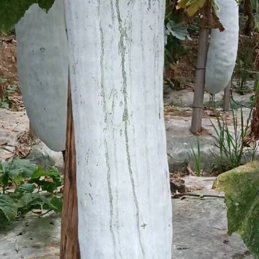 中方县白皮冬瓜 东瓜