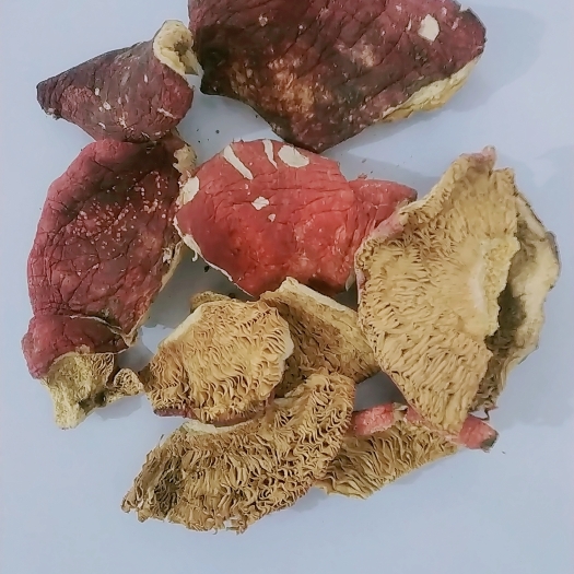野生红菇碎片