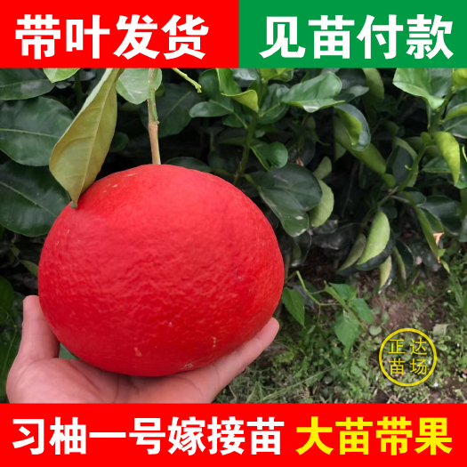 平和县桂柚一号苗  习柚一号柚苗中国红，南瓜红柚苗，中国红习柚一号