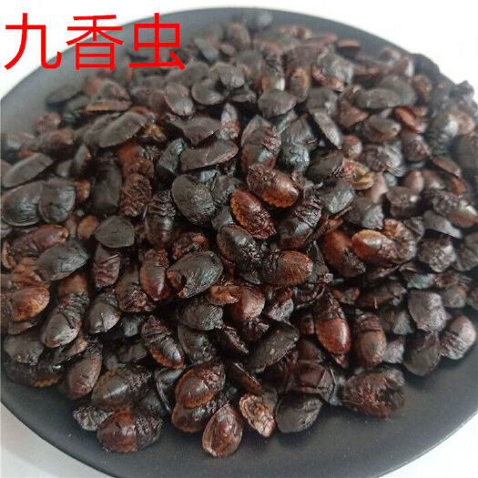 九香虫 中药材清水小生九香虫 打屁虫 一手货源