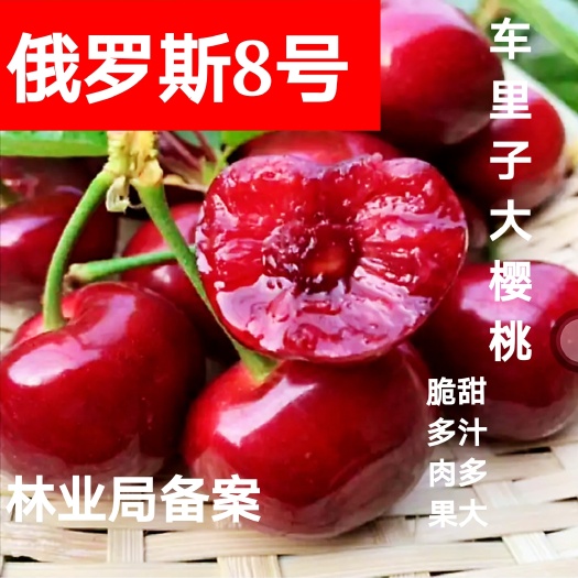 俄罗斯8号樱桃苗 樱桃树苗,齐早,美早大樱桃,布鲁克斯