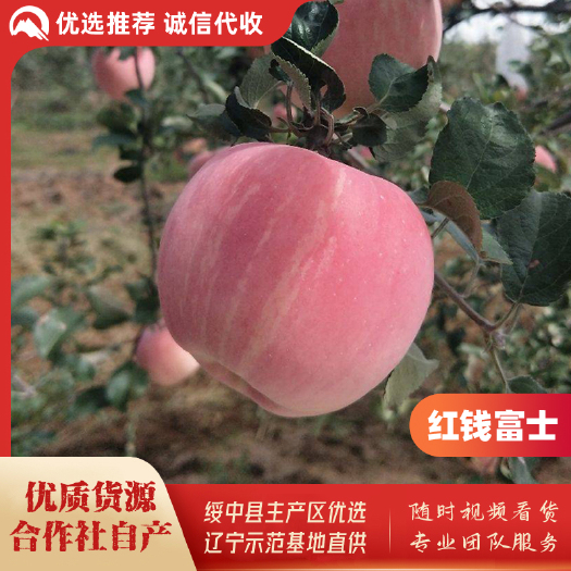 绥中县绥中县红钱早熟富士苹果基地，合作社自产，优质货源，诚信实力办