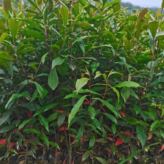 广州山杜英