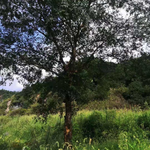 南京榔榆价格，榔榆基地，退林还耕
