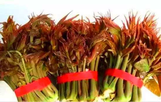 宁阳县红油香椿之乡—地标性特产红油香椿芽，支持一件代发。