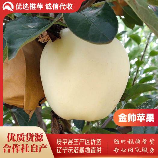 绥中县绥中黄金帅苹果基地，75mm，纸袋，大个干净白，商超优选货源