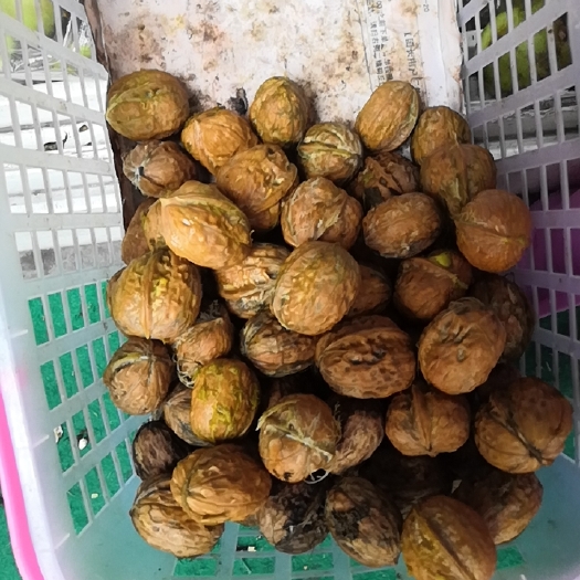 汉源县意大利早红樱桃  核桃，汉源县老品种韧白饱满味纯香红丝丝核桃
