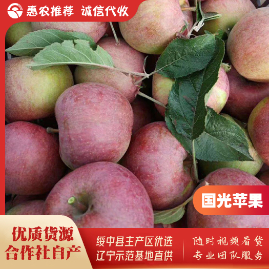 绥中县绥中县果光苹果基地，65mm起步，优质货源生鲜商超优选供货商