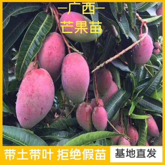 浦北县桂七芒果苗 金煌芒果苗 台农芒果苗 四季芒果苗