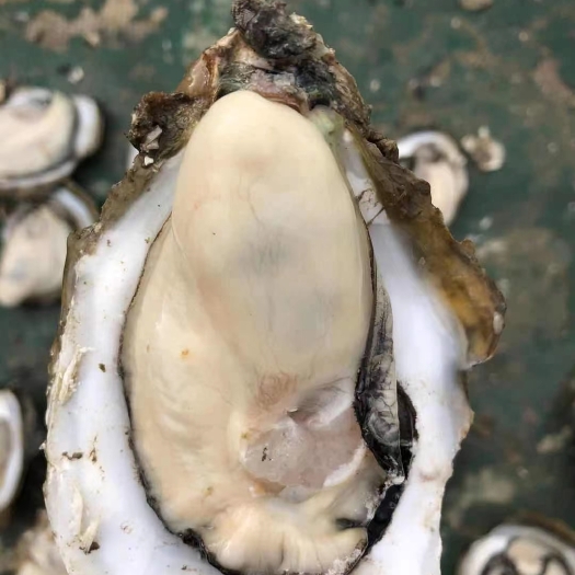 湘乡市三倍体生蚝 生蚝批发