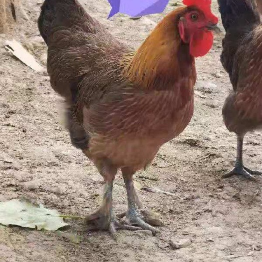 峡江县土鸡  江西散养鸡青脚土1号母鸡有需要可以送货上门服务