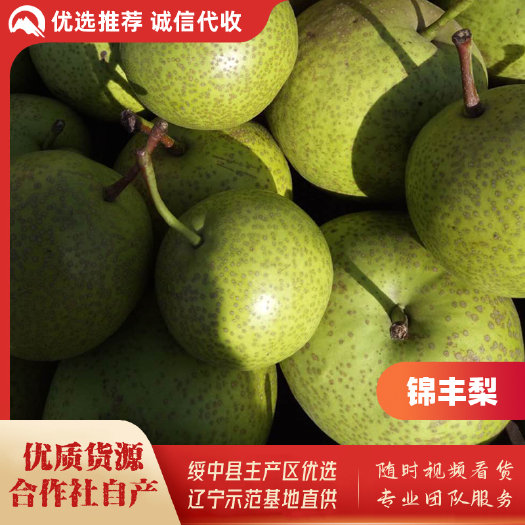 绥中县绥中县锦丰梨基地，合作社自产，优质货源，生鲜商超优选供货商