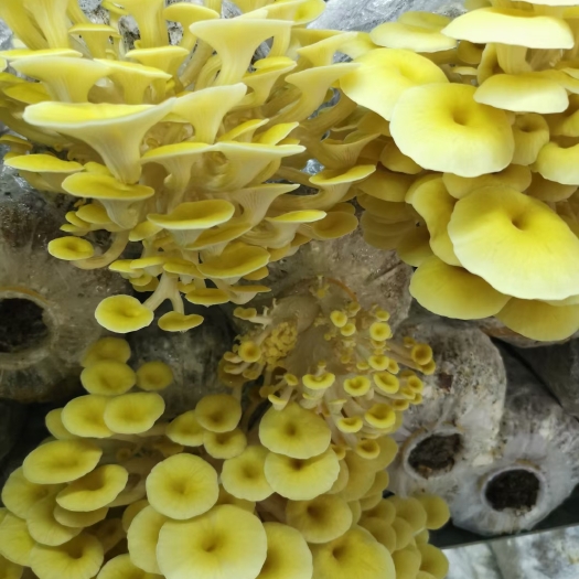 室内种植鸡油菌又叫黄金菇和榆黄蘑。