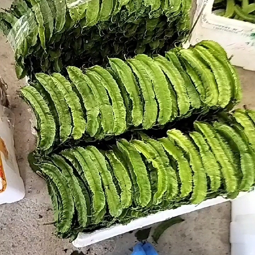 四棱豆  海南保亭四凌豆