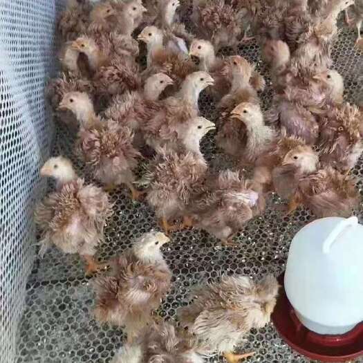 广州鸡苗 麒麟鸡