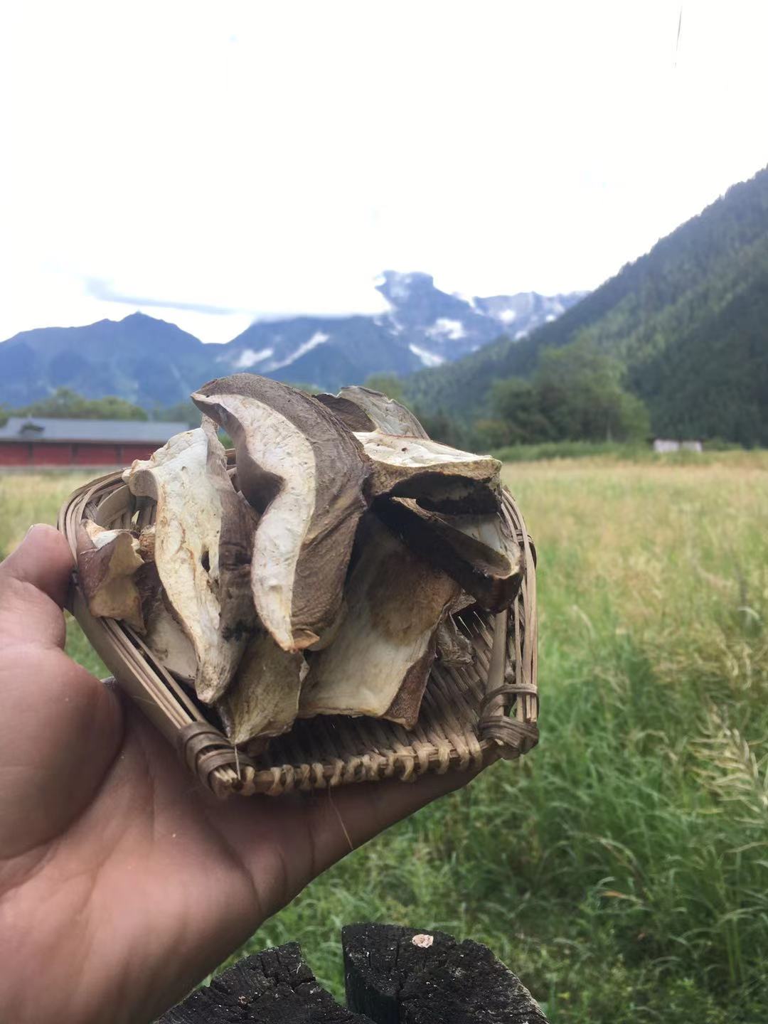 美味牛肝菌  牛肝菌干片 野生牛肝菌  一手货源 西藏产地直