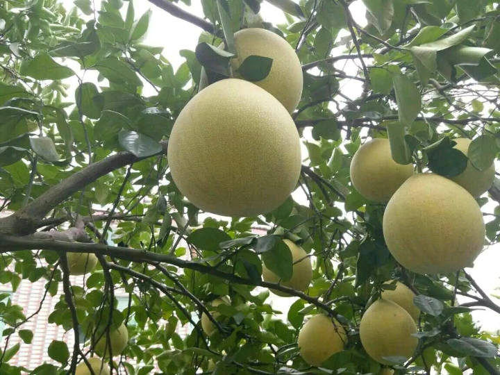 湖南白心蜜柚大量上市個(gè)大皮薄味美