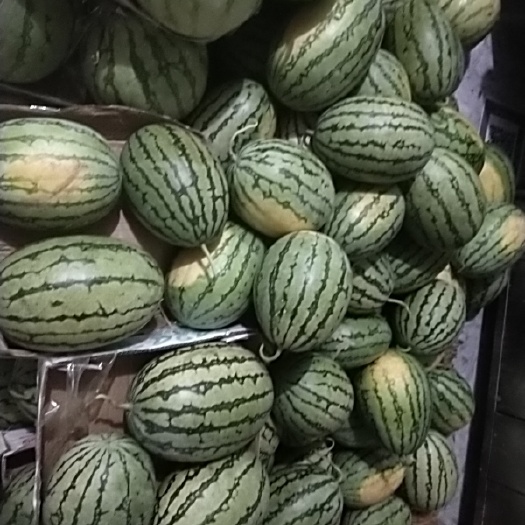 西农西瓜 西德王西瓜