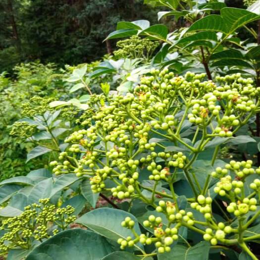 安福县 吴茱萸（江西中花）