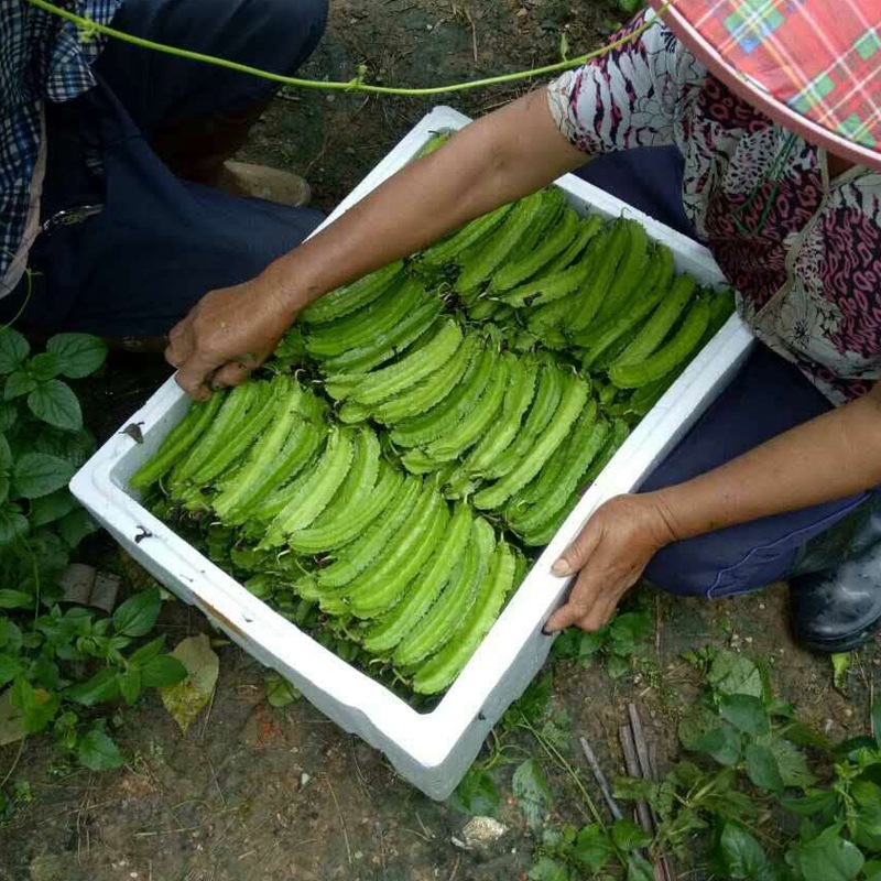 四棱豆 海南特产四凌，无公害绿色食品。