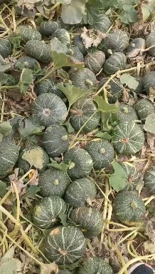赵县 板栗南瓜五毛