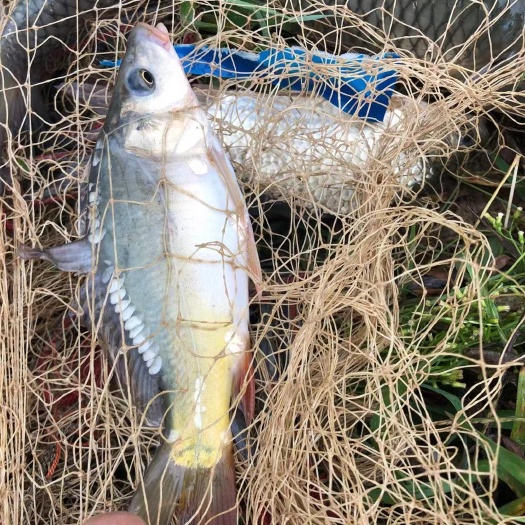 新蔡县鲤鱼 鲤鱼苗 裸鲤 三道鳞