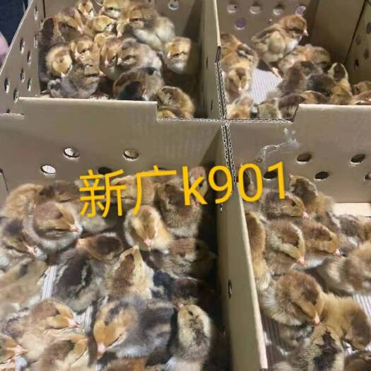 广州鸡苗 新广K901母