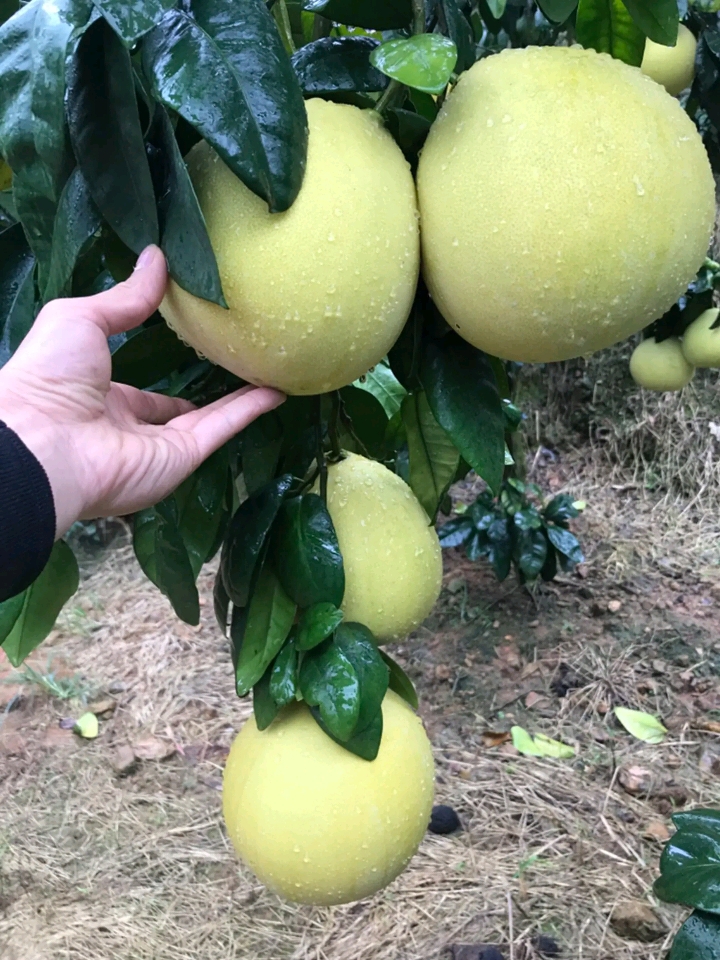 湖南白心蜜柚大量上市個(gè)大皮薄味美