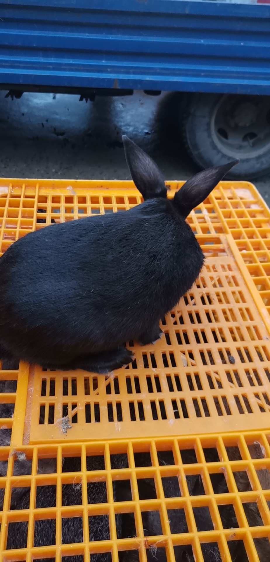 肉兔长毛兔宠物兔娃娃兔侏儒兔獭兔种兔