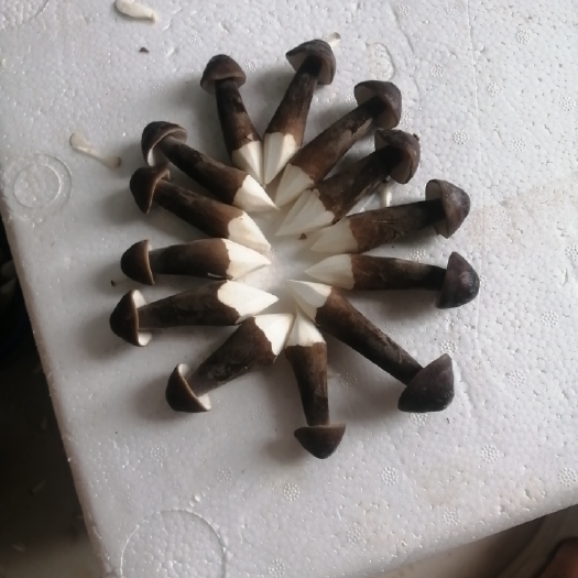 濮阳县 黑皮鸡枞菌