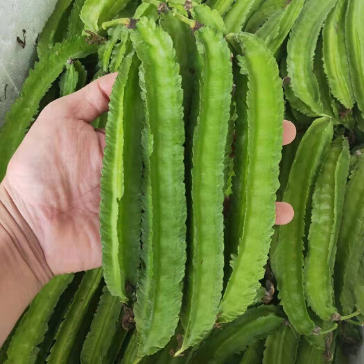 四棱豆 海南特产四凌，无公害绿色食品。