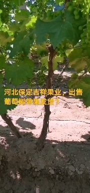 保定葡萄苗 占地葡萄树