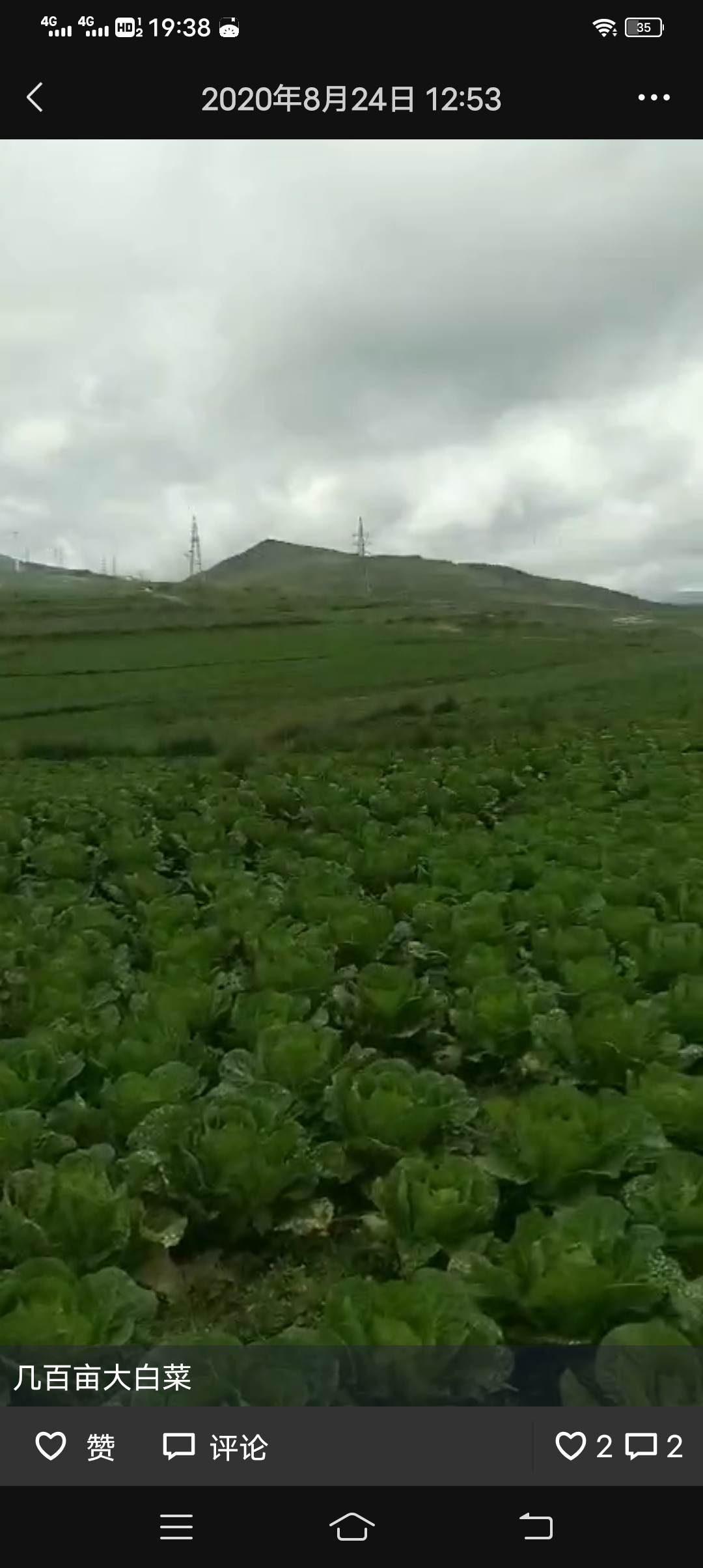 黄心大白菜，优质精品，需要的联系