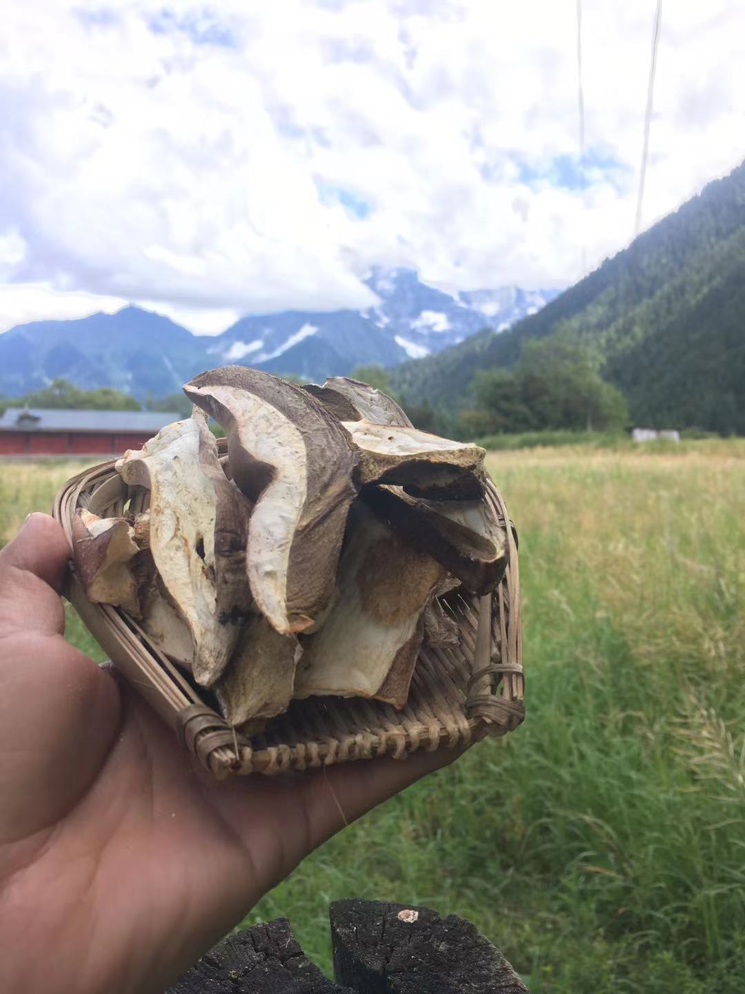 美味牛肝菌  牛肝菌干片 野生牛肝菌  一手货源 西藏产地直