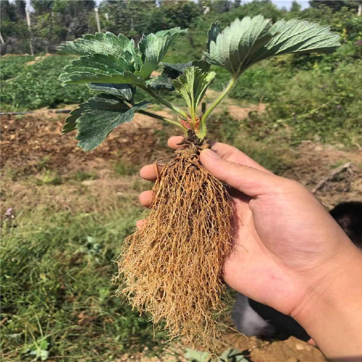 现挖矮壮草莓苗 生茬地育苗 支持实地验货起苗 品种齐全