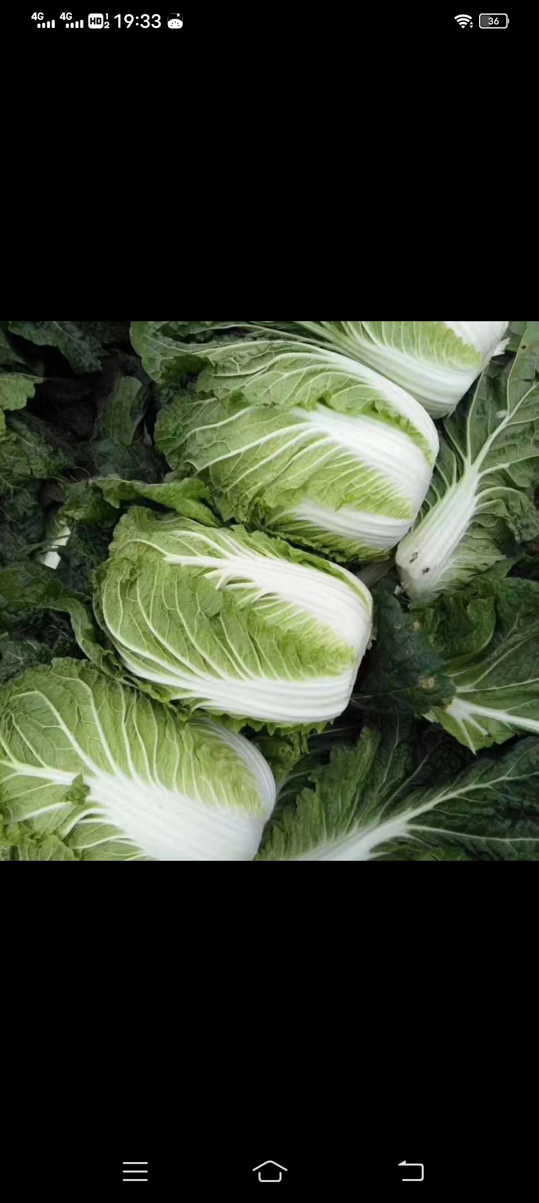 黄心大白菜，优质精品，需要的联系