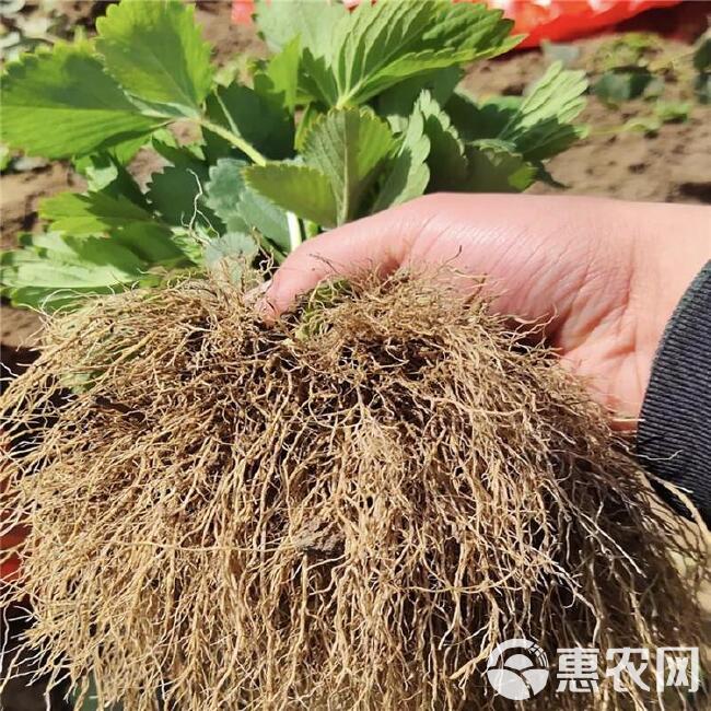 法兰地草莓苗 现挖根系 冷藏空运 矮壮一级苗 高山育苗培育